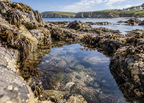 Small clear rock pool among coastal rocks.