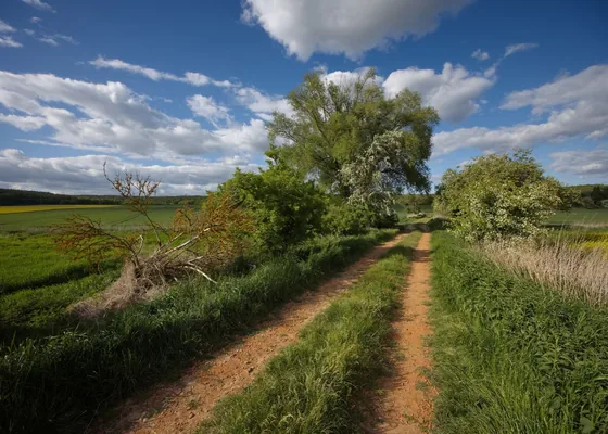 A grassy path beside a hedgerow in open countryside.