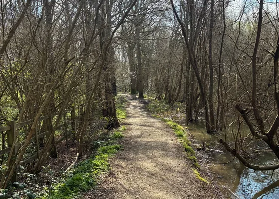 A narrow walking path through deciduous woodland.